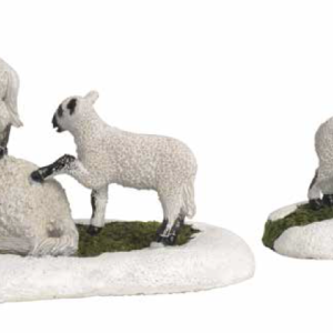 Wintersheep*